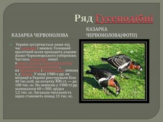 КАЗАРКА ЧЕРВОНОЛОВА
КАЗАРКА
ЧЕРВОНОЛОВА(ФОТО)
 Україні зустрічається лише під
час міграцій і зимівлі. Головний
пролітний шлях проходить уздовж
Азово-Чорноморського узбережжя.
Частина популяції зимує
вдельті Дунаю, Чорноморському
біосферному заповіднику,
на Молочному іУтлюцькому лимана
х, у Криму. У кінці 1980-х рр. на
міграції в Україні реєстрували біля
40 тис.осіб, на початку XXI ст. — до
100 тис. ос. На зимівлю у 1980-ті рр.
залишалося 60—300, зрідка
1,2 тис. ос. Загальна чисельність
зараз становить понад 15 тис. ос.
 