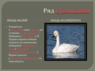 ЛЕБІДЬ МАЛИЙ ЛЕБІДЬ МАЛИЙ(ФОТО)
 Гніздиться
в тундровій смузі Євразії, на
островах Колгуєв, Вайгач,
Південна (Нова Земля). В
Україні окремі особини
зимують на північному
узбережжі Азовського
моря(Молочний
лиман, Обитічна затока).
Відомі зальоти
у Полтавську, Волинську та
інші області.
 