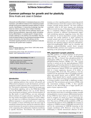CONEUR-1047; NO. OF PAGES 7

                                             Available online at www.sciencedirect.com




Common pathways for growth and for plasticity
                   ´
Shira Knafo and Jose A Esteban

Cell growth and differentiation in developing tissues are, at ﬁrst                               remains as to how signaling pathways instructing growth
impression, quite different endeavors from readjusting synaptic                                  and differentiation switch their output to drive changes in
strength during activity-dependent synaptic plasticity in mature                                 synaptic strength during plasticity. Are these pathways
neurons. Nevertheless, it is becoming increasingly clear that                                    essentially wired in the same manner, just producing
these two distinct processes share multiple intracellular                                        different results because of changing cellular constraints?
signaling events. How these common pathways result in cell                                       Or is a completely different repertoire of downstream
division (during proliferation), large-scale cellular remodeling                                 effectors recruited at different developmental stages?
(during differentiation) or synapse-speciﬁc changes (during                                      And considering upstream triggering events, how does
synaptic plasticity) is only starting to be elucidated. Here we                                  the induction of activity-dependent synaptic plasticity
review the latest ﬁndings on two prototypical examples of these                                  converge into similar pathways as those initiated by
shared mechanisms: the Ras-PI3K pathway and the                                                  extrinsic growth and survival signals? To address these
intracellular signaling elicited by neural cell adhesion molecules                               questions, we will consider two examples from recent
interacting with growth factor receptors.                                                        literature: the signaling pathways driven by phosphoino-
                                                                                                 sitide-3,4,5-trisphosphate (PIP3) and by neuronal cell
Address                                                                                          adhesion molecule-ﬁbroblast growth factor receptor
                ´                                              ´
Centro de Biologıa Molecular ‘‘Severo Ochoa’’ (CSIC-UAM), Nicolas                                (NCAM-FGFR), and their role in plasticity mechanisms
Cabrera 1, Madrid 28049, Spain
                                                                                                 operating at the postsynaptic terminal.
Corresponding authors: Knafo, Shira (sknafo@cbm.uam.es) and
            ´
Esteban, Jose A (jaesteban@cbm.uam.es)                                                           PIP3-dependent synaptic plasticity
                                                                                                 The PIP3 pathway is a critical regulator of cell growth,
                                                                                                 differentiation, and survival in early developmental
  Current Opinion in Neurobiology 2012, 22:1–7                                                   stages [6]. PIP3 is formed from phosphoinositide-4,5-
  This review comes from a themed issue on
                                                                                                 bisphosphate (PIP2) by a family of enzymes known as
  Synaptic structure and function                                                                phosphoinositide-3-kinases (PI3Ks) [7]. The reverse
  Edited by Morgan Sheng and Antoine Triller                                                     reaction is carried out by the lipid phosphatase PTEN
                                                                                                 (phosphatase and homolog deleted on chromosome ten).
                                                                                                 PI3K and PTEN are critical players in cellular growth and
  0959-4388/$ – see front matter                                                                 tumor progression. Indeed, PTEN was originally ident-
  # 2012 Elsevier Ltd. All rights reserved.                                                      iﬁed as a tumor suppressor, because of its ability to
  DOI 10.1016/j.conb.2012.02.008
                                                                                                 downregulate PIP3 levels [8]. This pathway is the key
                                                                                                 mediator for the pleiotropic effects of multiple neurotro-
                                                                                                 phins and growth factors, such as BDNF, NGF, and
                                                                                                 others. These ligands bind to speciﬁc receptor tyrosine
Introduction                                                                                     kinases, which upon activation and transphosphorylation
There is growing evidence for a signiﬁcant overlap be-                                           at tyrosine residues, recruit PI3K via SH2 domain inter-
tween signaling pathways that execute cell growth and                                            actions [9]. The recruitment and activation of PI3K, with
differentiation programs in early development, and those                                         the concomitant synthesis of PIP3, is then typically
mediating synaptic plasticity later in postmitotic neurons                                       relayed via the Akt-mTOR axis to trigger speciﬁc pro-
[1]. This notion is particularly evident for two major axes                                      grams of gene expression [10].
of intracellular signaling, such as the PI3K-Akt-mTOR
and the Ras-MAPK pathways (see e.g. [2–4]). Indeed,                                              Nevertheless, it is now clear that the PI3K-PTEN tan-
some prototypical oncogenes, such as several members of                                          dem also plays local roles in controlling synaptic strength
the Ras family of small GTPases, are now well-estab-                                             during plasticity events in mature, differentiated neurons.
lished mediators of synaptic plasticity signaling [5]. The                                       In fact, PI3K has been shown to be constitutively loca-
fact that similar intracellular machinery is used in differ-                                     lized at synapses, by means of a direct interaction be-
ent cell types (or at different developmental stages) for                                        tween its p85 subunit and AMPA receptors (AMPARs)
different purposes is not particularly new or surprising.                                        [11]. The activity of PI3K and the availability of PIP3 are
For example, at a basic cell biology level, the same type of                                     required for the delivery of new AMPARs into synapses in
membrane transactions may operate for endocrine cells to                                         response to NMDA receptor (NMDAR) activation [11],
secrete hormones, for neurons to release neurotransmitter                                        and for the maintenance of AMPAR clustering on the
or for a migrating cell to add patches of plasma membrane                                        synaptic membrane [12]. However, it has been very
in speciﬁc directions. Nevertheless, the question still                                          challenging to identify downstream effectors of these

www.sciencedirect.com                                                                                                         Current Opinion in Neurobiology 2012, 22:1–7


 Please cite this article in press as: Knafo S, Esteban JA. Common pathways for growth and for plasticity, Curr Opin Neurobiol (2012), doi:10.1016/j.conb.2012.02.008
 