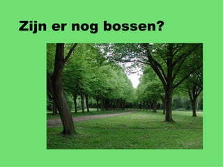 Zijn er nog bossen? 