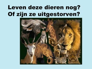 Leven deze dieren nog? Of zijn ze uitgestorven? 