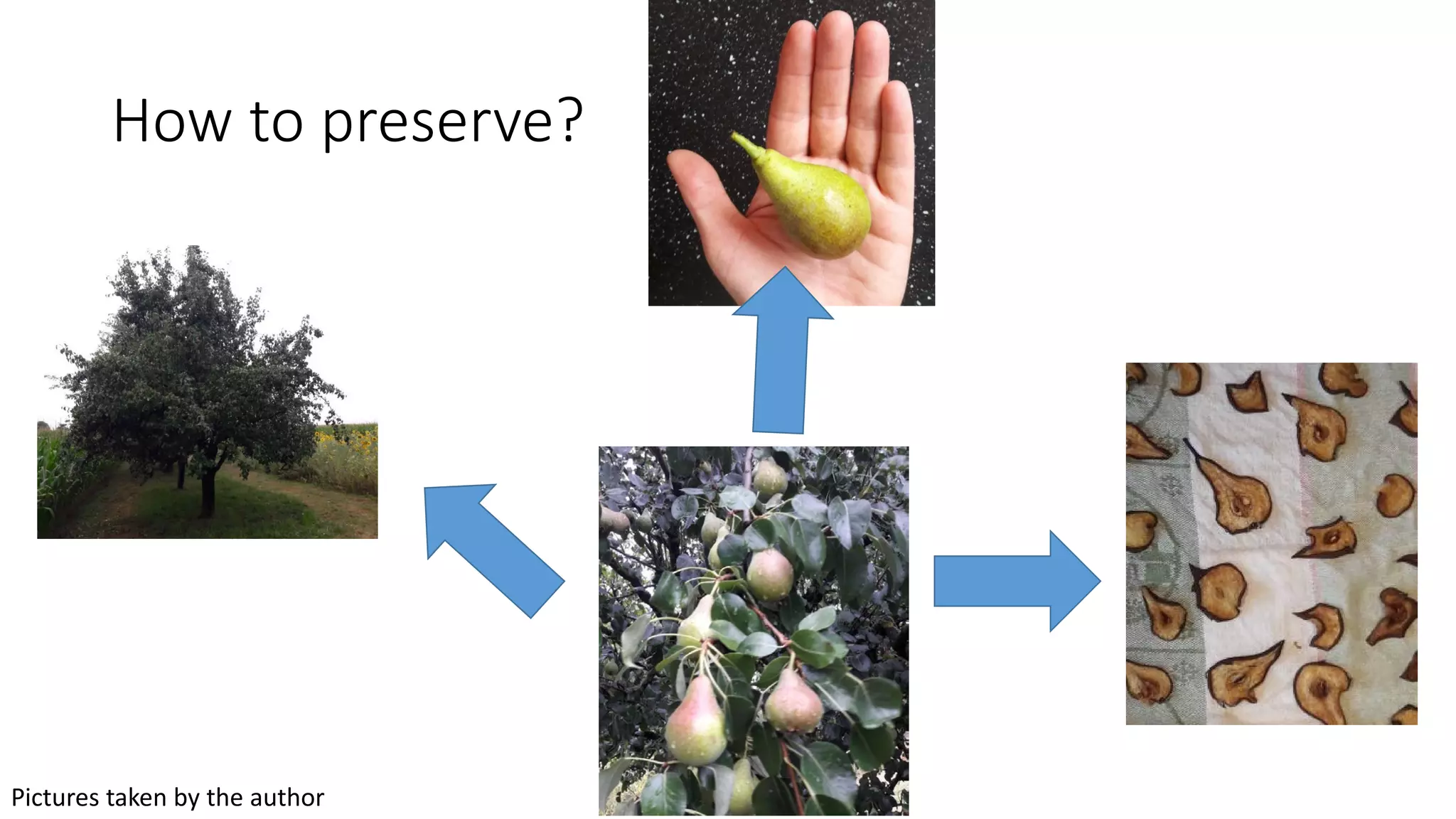 How to preserve?
Pictures taken by the author
 