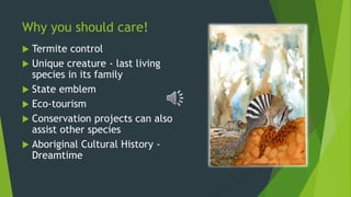 Why you should care!
 Termite control
 Unique creature - last living
species in its family
 State emblem
 Eco-tourism
 Conservation projects can also
assist other species
 Aboriginal Cultural History -
Dreamtime
 