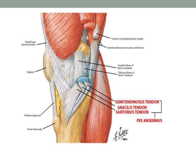 anatomy and examination of the knee anatomy of the knee