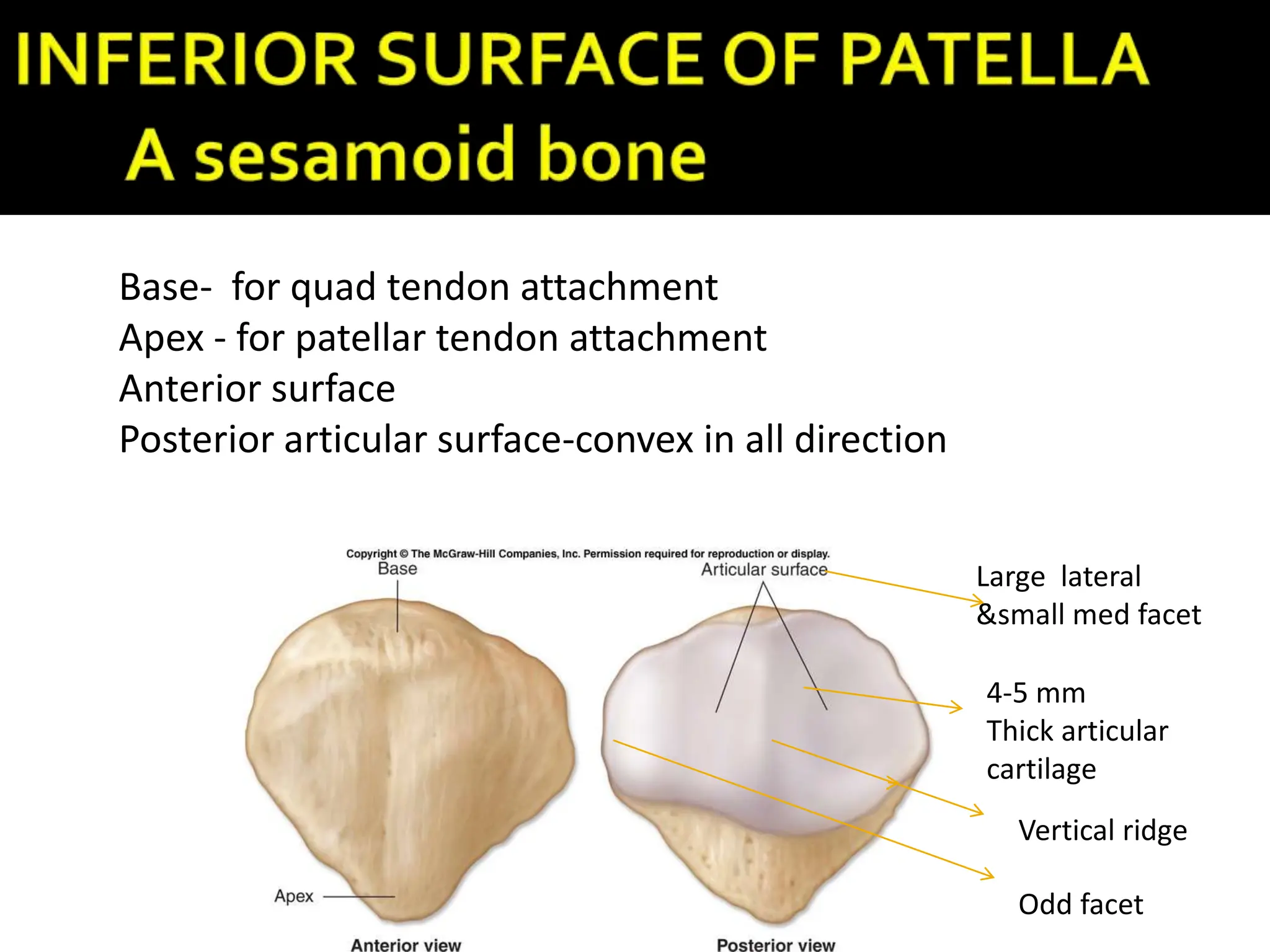 Patellar Accessory Ridge knee ..pptx
