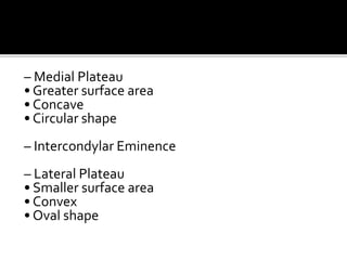 – Medial Plateau
• Greater surface area
• Concave
• Circular shape
– Intercondylar Eminence
– Lateral Plateau
• Smaller surface area
• Convex
• Oval shape
 