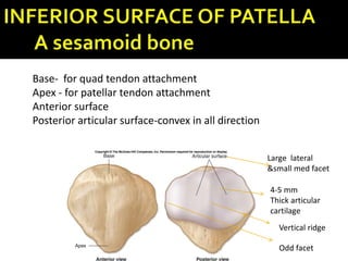 Base- for quad tendon attachment
Apex - for patellar tendon attachment
Anterior surface
Posterior articular surface-convex in all direction
4-5 mm
Thick articular
cartilage
Odd facet
Vertical ridge
Large lateral
&small med facet
 