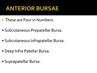  These are Four in Numbers.
• Subcutaneous Prepatellar Bursa.
• Subcutaneous Infrapatellar Bursa.
• Deep Infra Patellar Bursa.
• Suprapatellar Bursa.
 