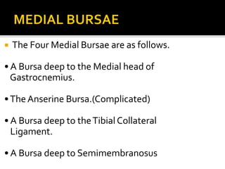  The Four Medial Bursae are as follows.
• A Bursa deep to the Medial head of
Gastrocnemius.
•TheAnserine Bursa.(Complicated)
• A Bursa deep to theTibialCollateral
Ligament.
• A Bursa deep to Semimembranosus
 