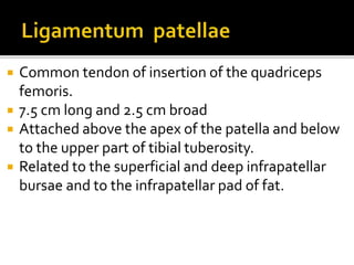  Common tendon of insertion of the quadriceps
femoris.
 7.5 cm long and 2.5 cm broad
 Attached above the apex of the patella and below
to the upper part of tibial tuberosity.
 Related to the superficial and deep infrapatellar
bursae and to the infrapatellar pad of fat.
 