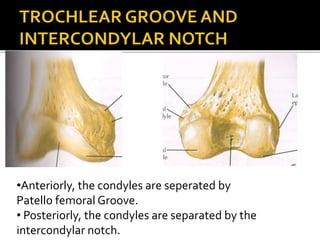 •Anteriorly, the condyles are seperated by
Patello femoral Groove.
• Posteriorly, the condyles are separated by the
intercondylar notch.
 