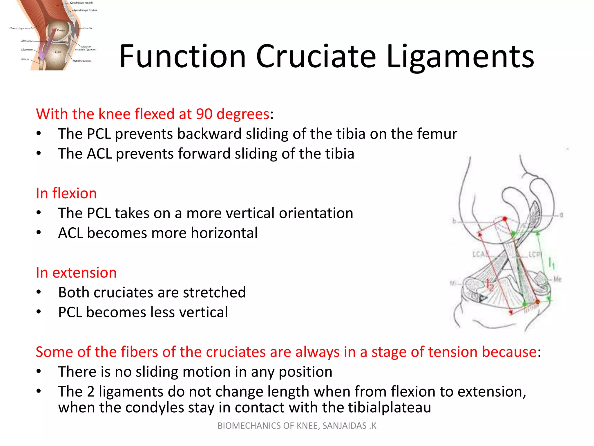 Knee-Biomechanics.pptx
