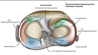 Simplified Mechanics of the knee joint and it’s stabilizing system | PDF