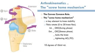 Tibia Rot Simplified Mechanics of the knee joint and it’s stabilizing system | PDF