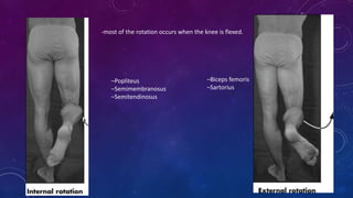 ACL anterior crucitae ligament anamtomy and physical therapy | PPTX