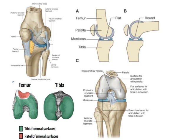 Knee Joint Anatomy | PPTX