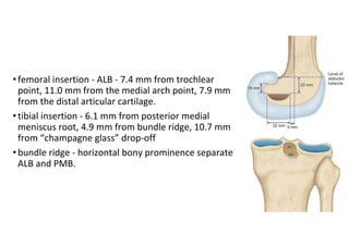 Trochlear Ridge Tibia Knee anatomy and clinical tests 2024.pdf