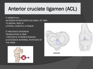 Acl External Rotation KNEE ANATOMY AND PHYSICAL EXAMINATION.pdf