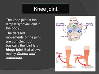 KNEE ANATOMY AND PHYSICAL EXAMINATION.pdf