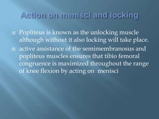    Popliteus is known as the unlocking muscle
    although without it also locking will take place.
   active assistance of the semimembranosus and
    popliteus muscles ensures that tibio femoral
    congruence is maximized throughout the range
    of knee flexion by acting on menisci
 