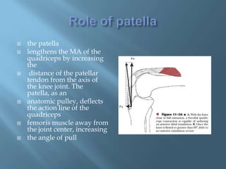    the patella
   lengthens the MA of the
    quadriceps by increasing
    the
    distance of the patellar
    tendon from the axis of
    the knee joint. The
    patella, as an
   anatomic pulley, deflects
    the action line of the
    quadriceps
   femoris muscle away from
    the joint center, increasing
   the angle of pull
 
