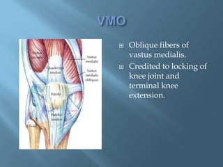    Oblique fibers of
    vastus medialis.
   Credited to locking of
    knee joint and
    terminal knee
    extension.
 