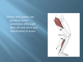 Soleus and gmax can
   produce knee
   extension although
   they do not have any
   attachment in knee.
 