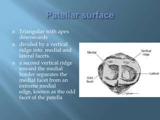    Triangular with apex
    downwards
   divided by a vertical
    ridge into medial and
    lateral facets.
   a second vertical ridge
    toward the medial
    border separates the
    medial facet from an
    extreme medial
    edge, known as the odd
    facet of the patella
 