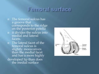  The femoral sulcus has
  a groove that
  corresponds to the ridge
  on the posterior patella
 it divides the sulcus into
  medial and lateral
  facets.
 The lateral facet of the
  femoral sulcus is
  slightly moreconvex
  than the medial facet
  and has a more highly
developed lip than does
  the medial surface
 