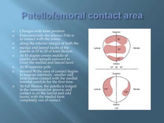    Changes with knee position
   Extension:only the inferior Pole is
    in contact with the femur.
   along the inferior margin of both the
   medial and lateral facets of the
    patella at 10 to 20 of knee flexion.
   At 45 degree covers middle of
    patella and spreads outward to
    cover the medial and lateral facet.
   At 90 superior pole
   beyond 90 the area of contact begins
    to migrate inferiorly. smaller odd
    facet makes contact with the medial
    femoral condyle for the first time.
   At full flexion, the patella is lodged
    in the intercondylar groove, and
    contact is on the lateral and odd
    facets, with the medial facet
    completely out of contact.
 