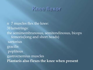   7 muscles flex the knee:
3Hamstrings:
the semimembranosus, semitendinosus, biceps
   femoris(long and short heads)
 sartorius
gracilis
 popliteus
gastrocnemius muscles
Plantaris also flexes the knee when present
 