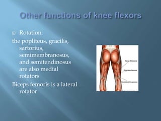   Rotation:
the popliteus, gracilis,
   sartorius,
   semimembranosus,
   and semitendinosus
   are also medial
   rotators
Biceps femoris is a lateral
   rotator
 