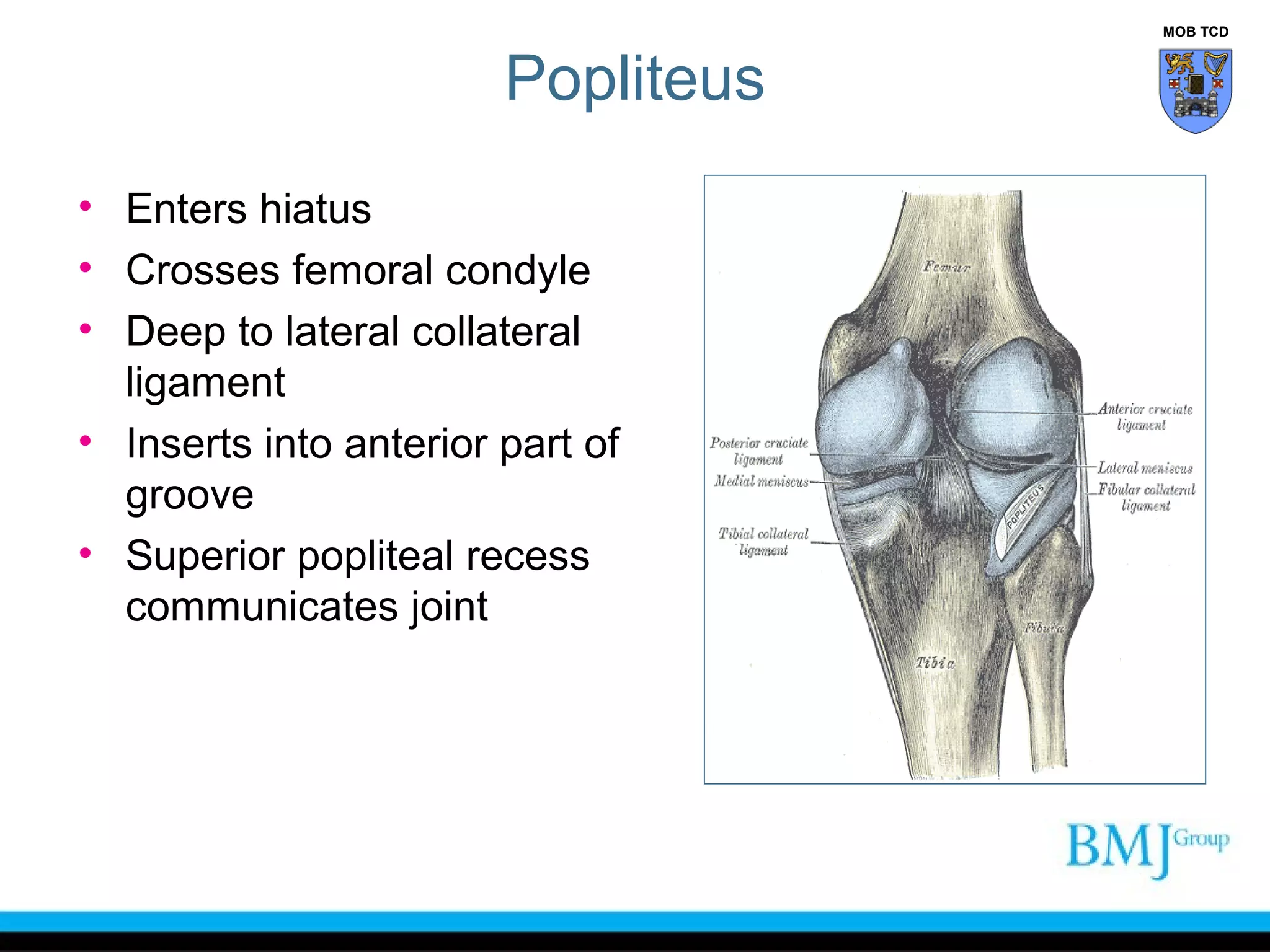 anatomy of Knee | PPT