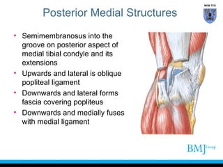 anatomy of Knee