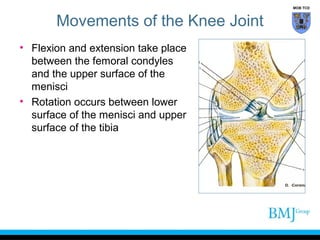 anatomy of Knee