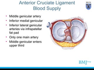 anatomy of Knee