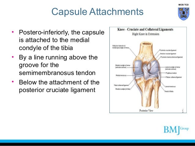 anatomy of Knee