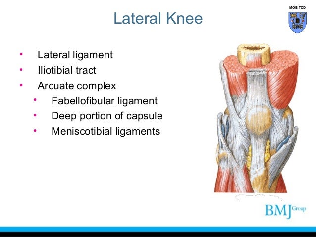 anatomy of Knee