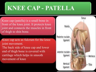 KNEE CAP - PATELLA
Knee cap (patella) is a small bone in
front of the knee joint. It protects knee
joint and connects the muscles in front
of thigh to shin bone.
Knee cap acts as fulcrum for the knee
joint movement.
The back side of knee cap and lower
end of thigh bone is covered with
cartilage which helps in smooth
movement of knee
 