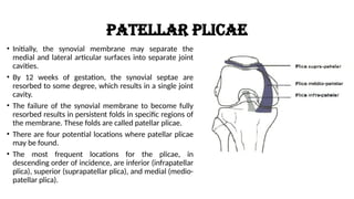 Septae BIOMECHANICS & KINESIOLOGY OF THE KNEE COMPLEX.pptx