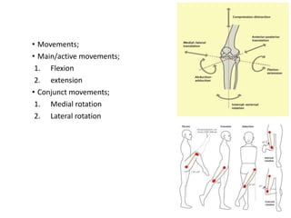• Movements;
• Main/active movements;
1. Flexion
2. extension
• Conjunct movements;
1. Medial rotation
2. Lateral rotation
 