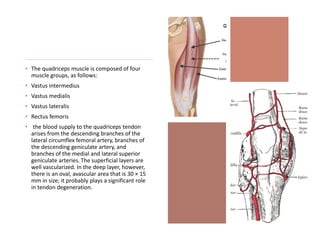 • The quadriceps muscle is composed of four
muscle groups, as follows:
• Vastus intermedius
• Vastus medialis
• Vastus lateralis
• Rectus femoris
• the blood supply to the quadriceps tendon
arises from the descending branches of the
lateral circumflex femoral artery, branches of
the descending geniculate artery, and
branches of the medial and lateral superior
geniculate arteries. The superficial layers are
well vascularized. In the deep layer, however,
there is an oval, avascular area that is 30 × 15
mm in size; it probably plays a significant role
in tendon degeneration.
 