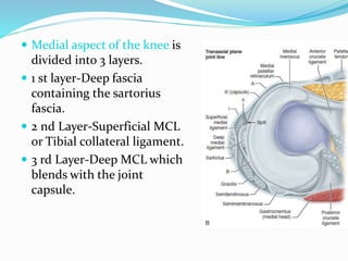  Medial aspect of the knee is
divided into 3 layers.
 1 st layer-Deep fascia
containing the sartorius
fascia.
 2 nd Layer-Superficial MCL
or Tibial collateral ligament.
 3 rd Layer-Deep MCL which
blends with the joint
capsule.
 