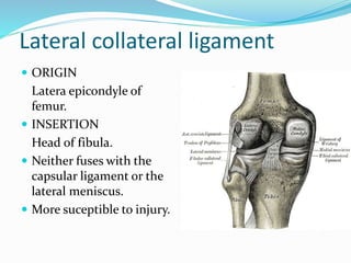 Lateral collateral ligament
 ORIGIN
Latera epicondyle of
femur.
 INSERTION
Head of fibula.
 Neither fuses with the
capsular ligament or the
lateral meniscus.
 More suceptible to injury.
 