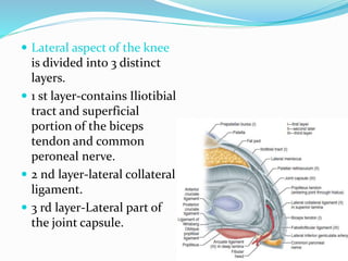  Lateral aspect of the knee
is divided into 3 distinct
layers.
 1 st layer-contains Iliotibial
tract and superficial
portion of the biceps
tendon and common
peroneal nerve.
 2 nd layer-lateral collateral
ligament.
 3 rd layer-Lateral part of
the joint capsule.
 