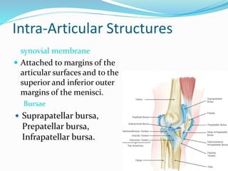 Intra-Articular Structures
synovial membrane
 Attached to margins of the
articular surfaces and to the
superior and inferior outer
margins of the menisci.
Bursae
 Suprapatellar bursa,
Prepatellar bursa,
Infrapatellar bursa.
 
