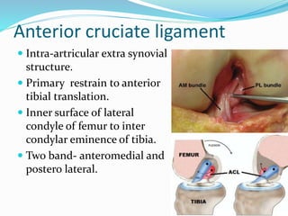 Anterior cruciate ligament
 Intra-artricular extra synovial
structure.
 Primary restrain to anterior
tibial translation.
 Inner surface of lateral
condyle of femur to inter
condylar eminence of tibia.
 Two band- anteromedial and
postero lateral.
 