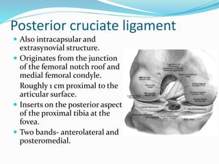 Posterior cruciate ligament
 Also intracapsular and
extrasynovial structure.
 Originates from the junction
of the femoral notch roof and
medial femoral condyle.
Roughly 1 cm proximal to the
articular surface.
 Inserts on the posterior aspect
of the proximal tibia at the
fovea.
 Two bands- anterolateral and
posteromedial.
 