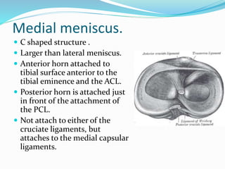 Medial meniscus.
 C shaped structure .
 Larger than lateral meniscus.
 Anterior horn attached to
tibial surface anterior to the
tibial eminence and the ACL.
 Posterior horn is attached just
in front of the attachment of
the PCL.
 Not attach to either of the
cruciate ligaments, but
attaches to the medial capsular
ligaments.
 