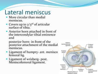 Lateral meniscus
 More circular than medial
meniscus.
 Covers up to 2/3rd of articular
surface of tibia.
 Anterior horn attached in front of
the intercondylar tibial eminence
and
posterior horn- in front of the
posterior attachment of the medial
meniscus.
 Ligament of humpry- ant. menisco
femoral lig.
 Ligament of wrisberg- post.
Meniscofemoral ligament.
 